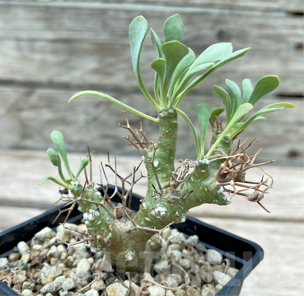 SHPR28795 Othonna euphorbioides - Image 2