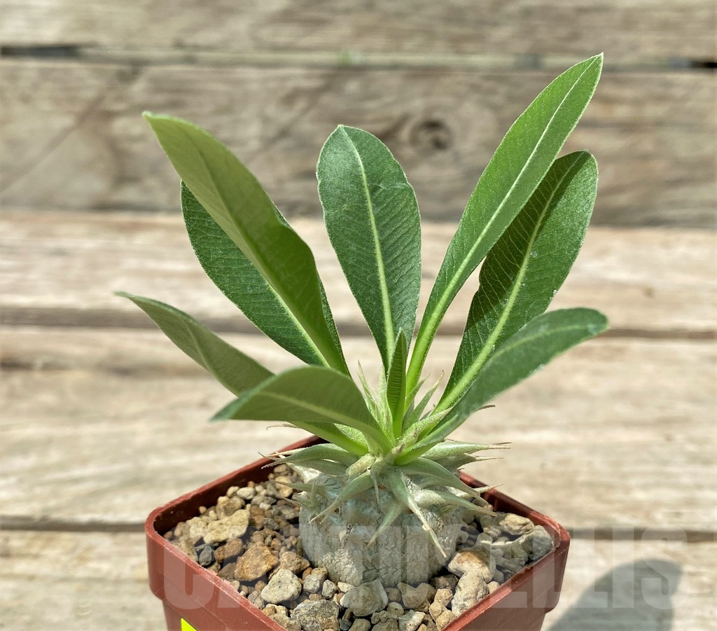 SHPR28797 Pachypodium eburneum Razaf 2012