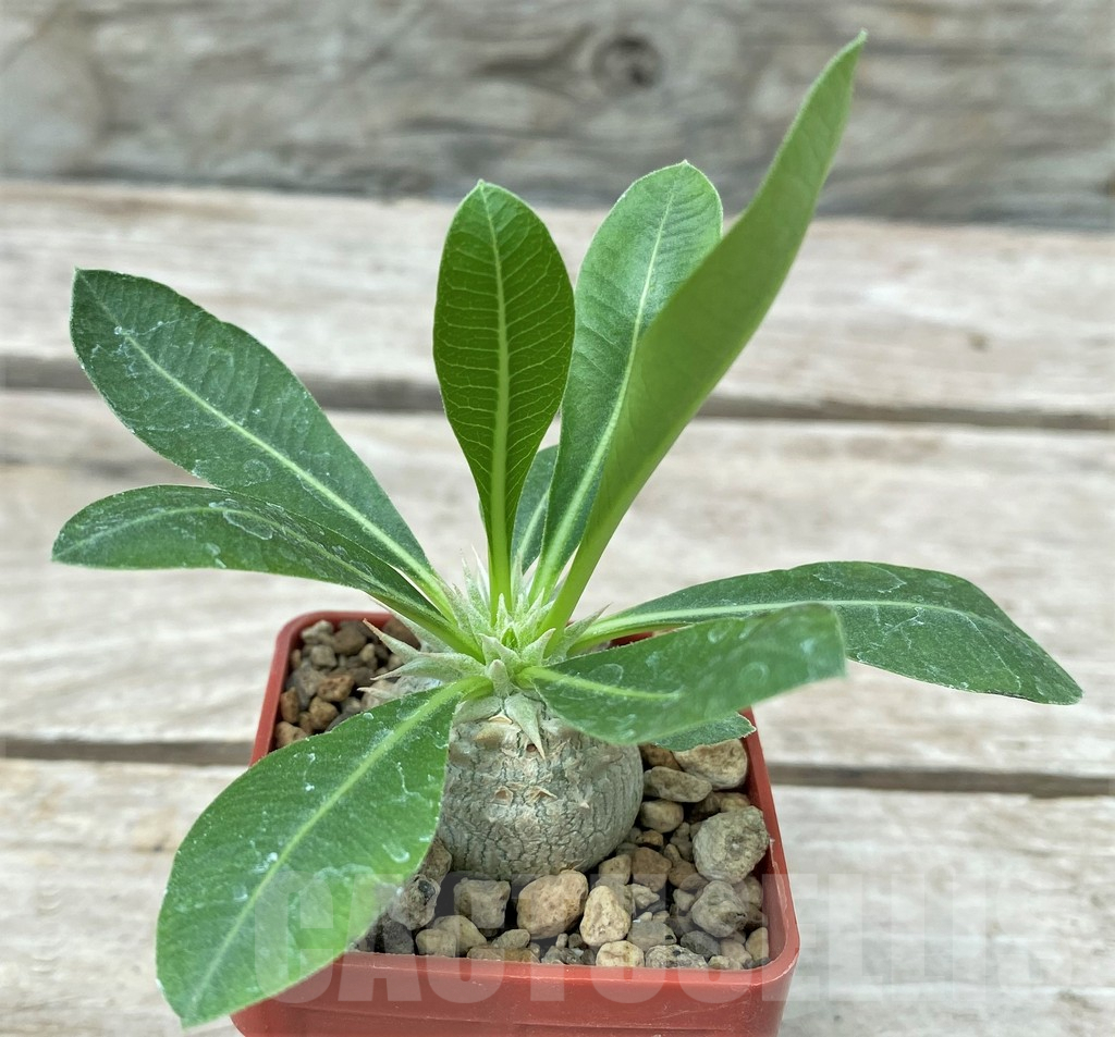 SHPR28798 Pachypodium eburneum Razaf 2012