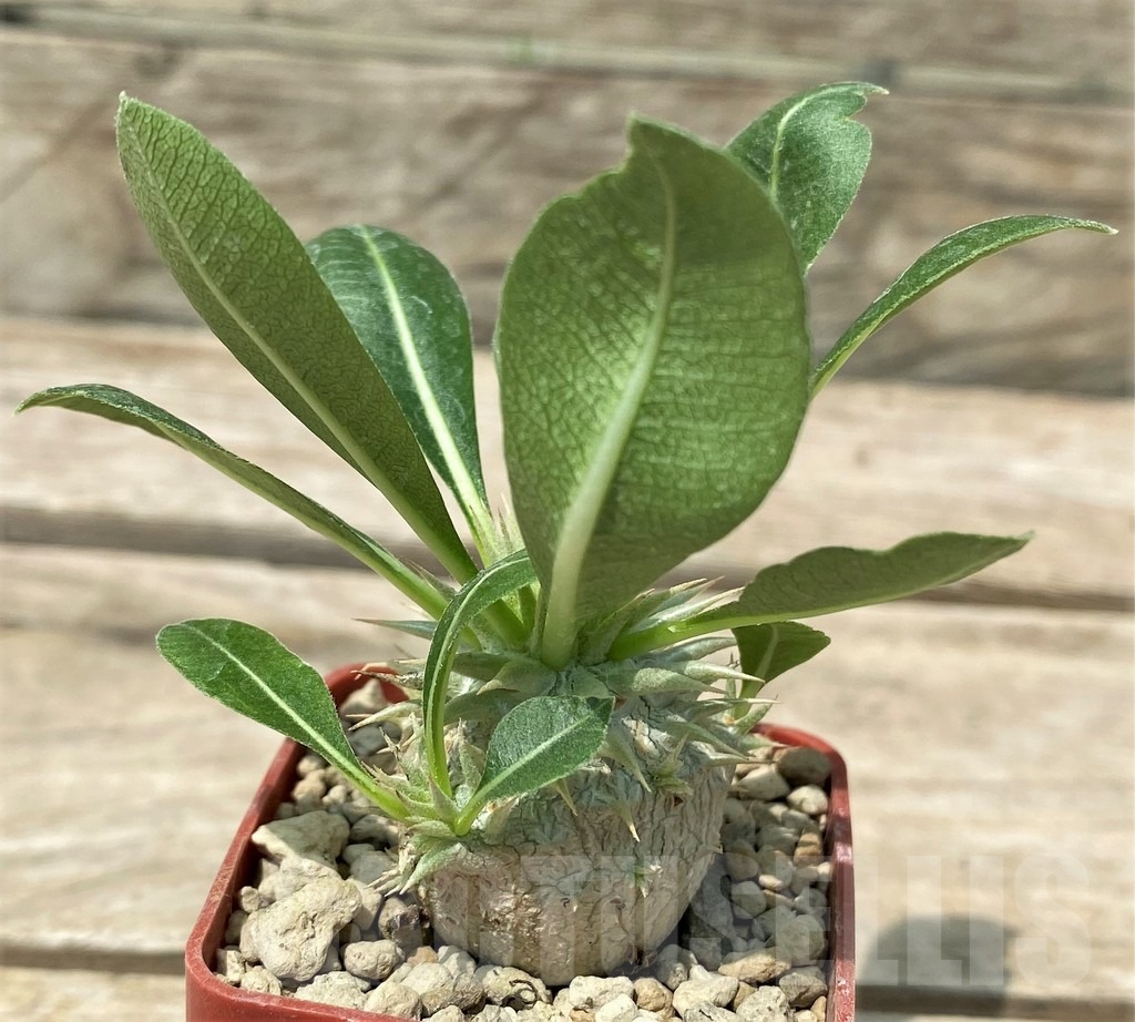 SHPR28799 Pachypodium eburneum Razaf 2012