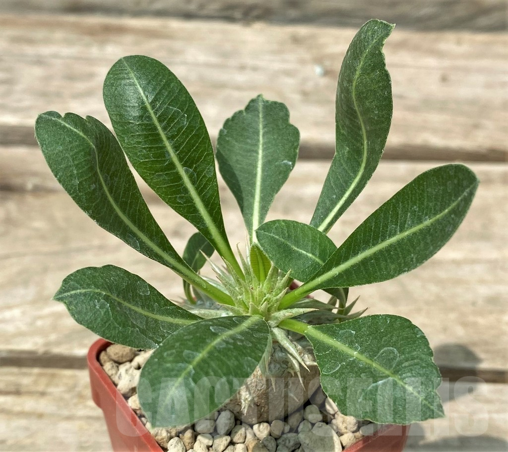 SHPR28799 Pachypodium eburneum Razaf 2012 - Image 2