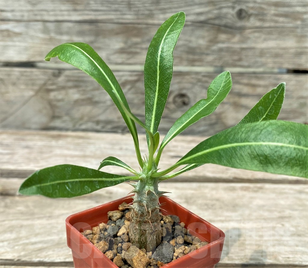 SHPR28801 Pachypodium bicolor
