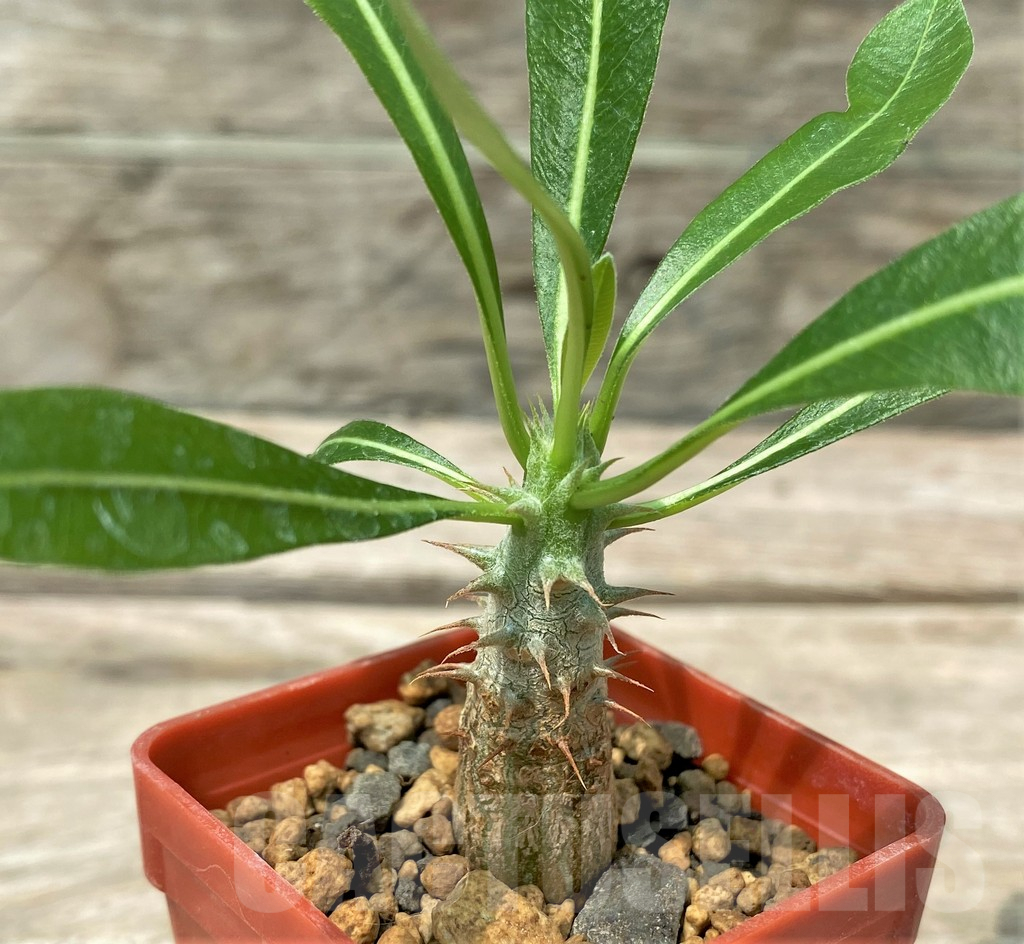 SHPR28801 Pachypodium bicolor - Image 2