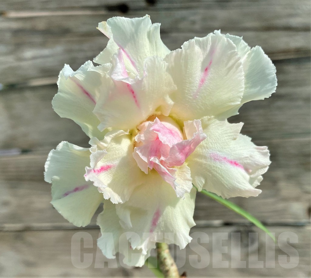 SHPR28730 Adenium 'Thong Chompoo', grafted