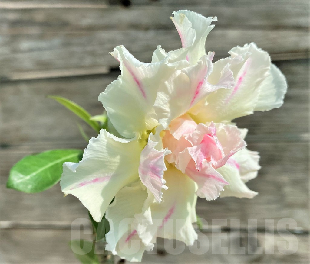 SHPR28730 Adenium 'Thong Chompoo', grafted - Obrázek 3