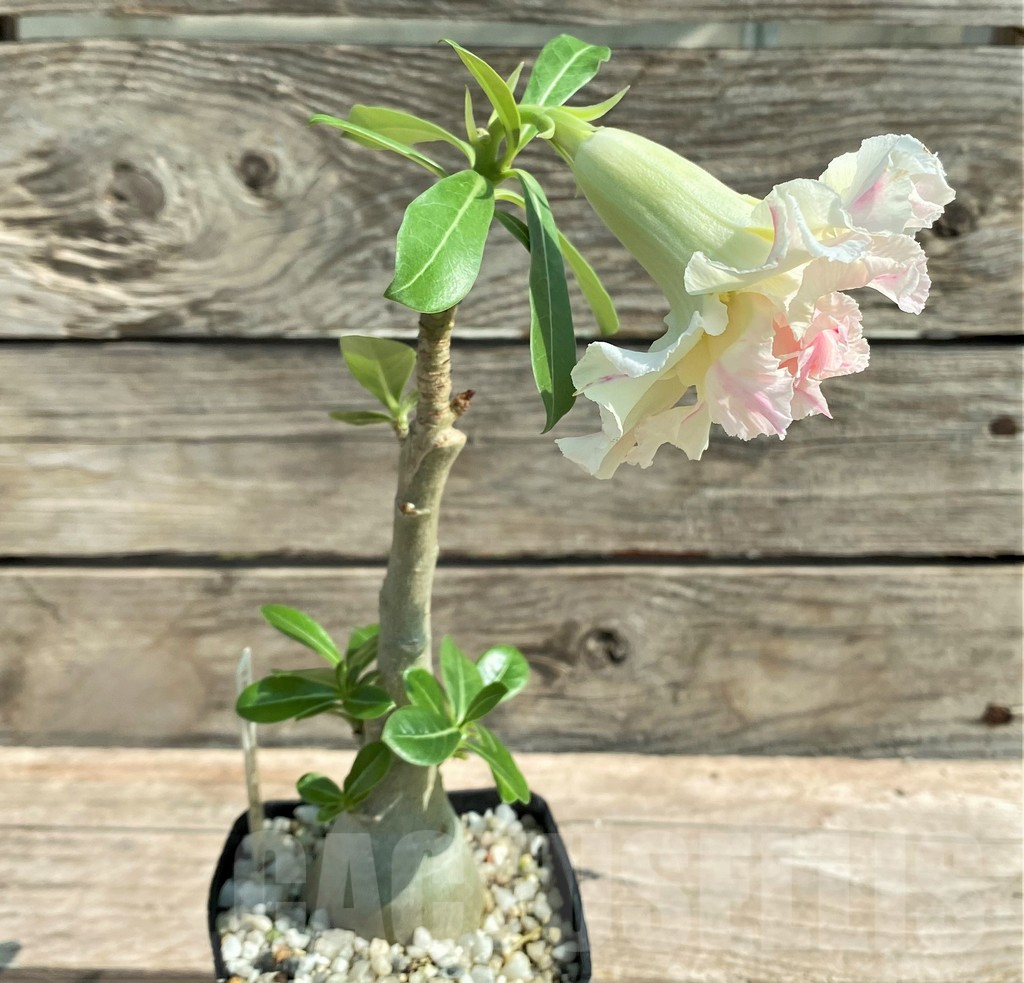 SHPR28730 Adenium 'Thong Chompoo', grafted - Obrázek 4