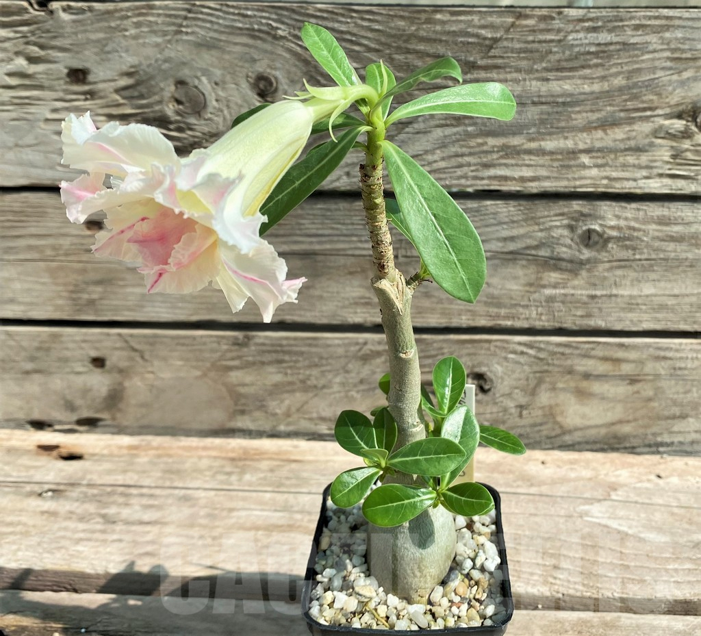 SHPR28730 Adenium 'Thong Chompoo', grafted - Obrázek 5