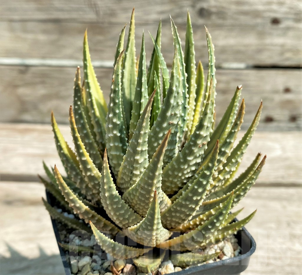 SHPR28888 Haworthia fasciata variegata