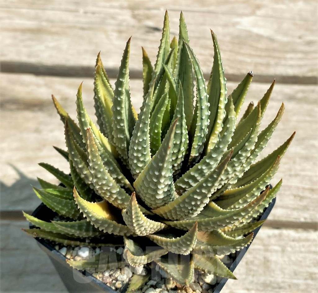 SHPR28888 Haworthia fasciata variegata - Image 2