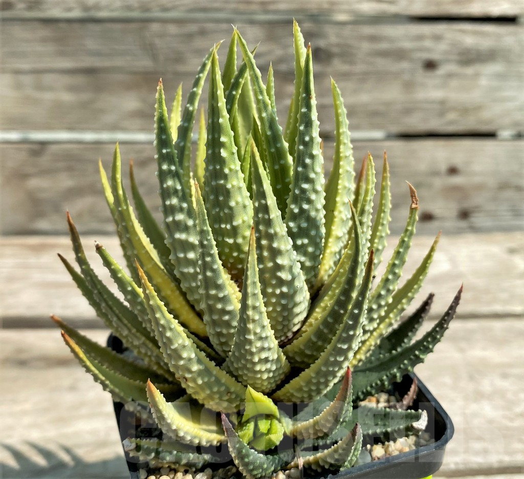 SHPR28889 Haworthia fasciata variegata