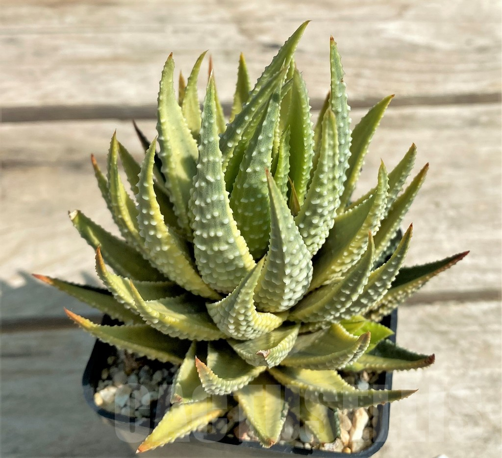 SHPR28889 Haworthia fasciata variegata - Image 2