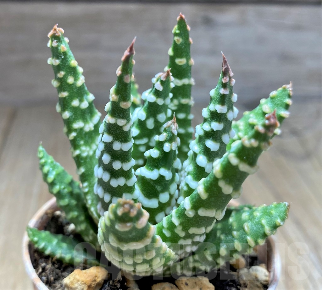 SHPR28900 Haworthia minima hybrid Select form
