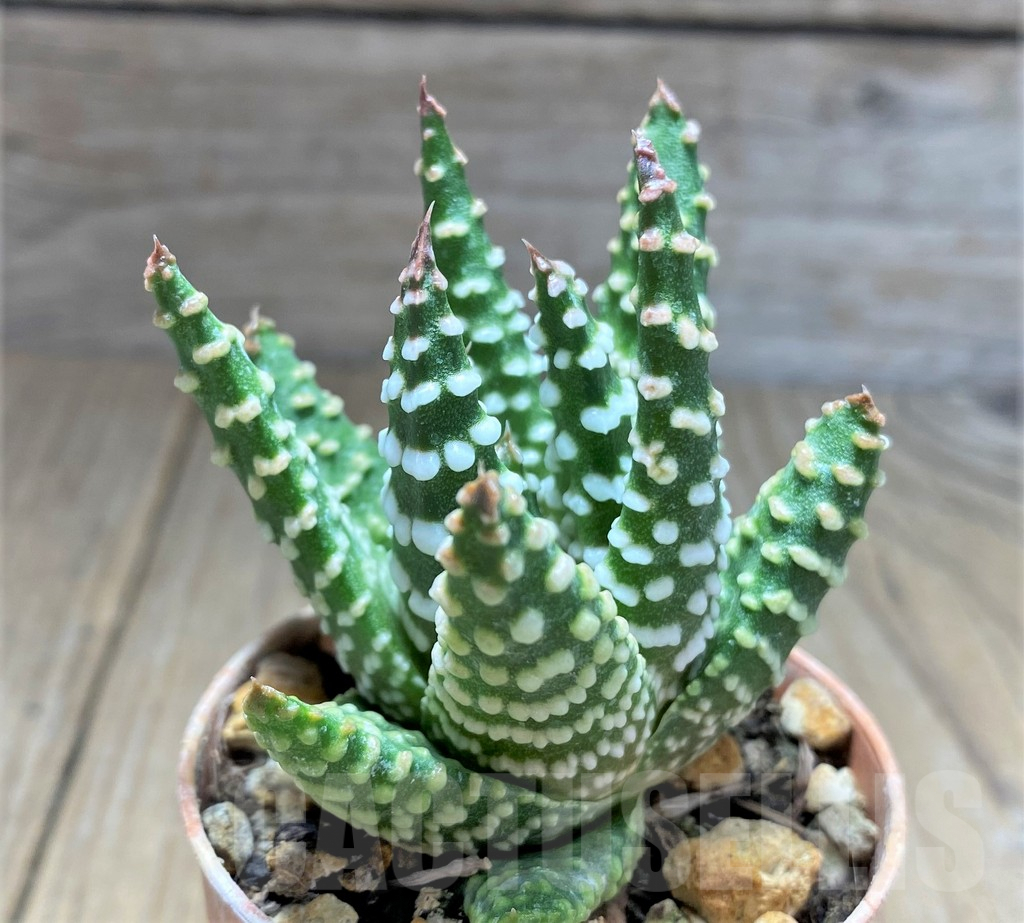 SHPR28900 Haworthia minima hybrid Select form - immagine 2