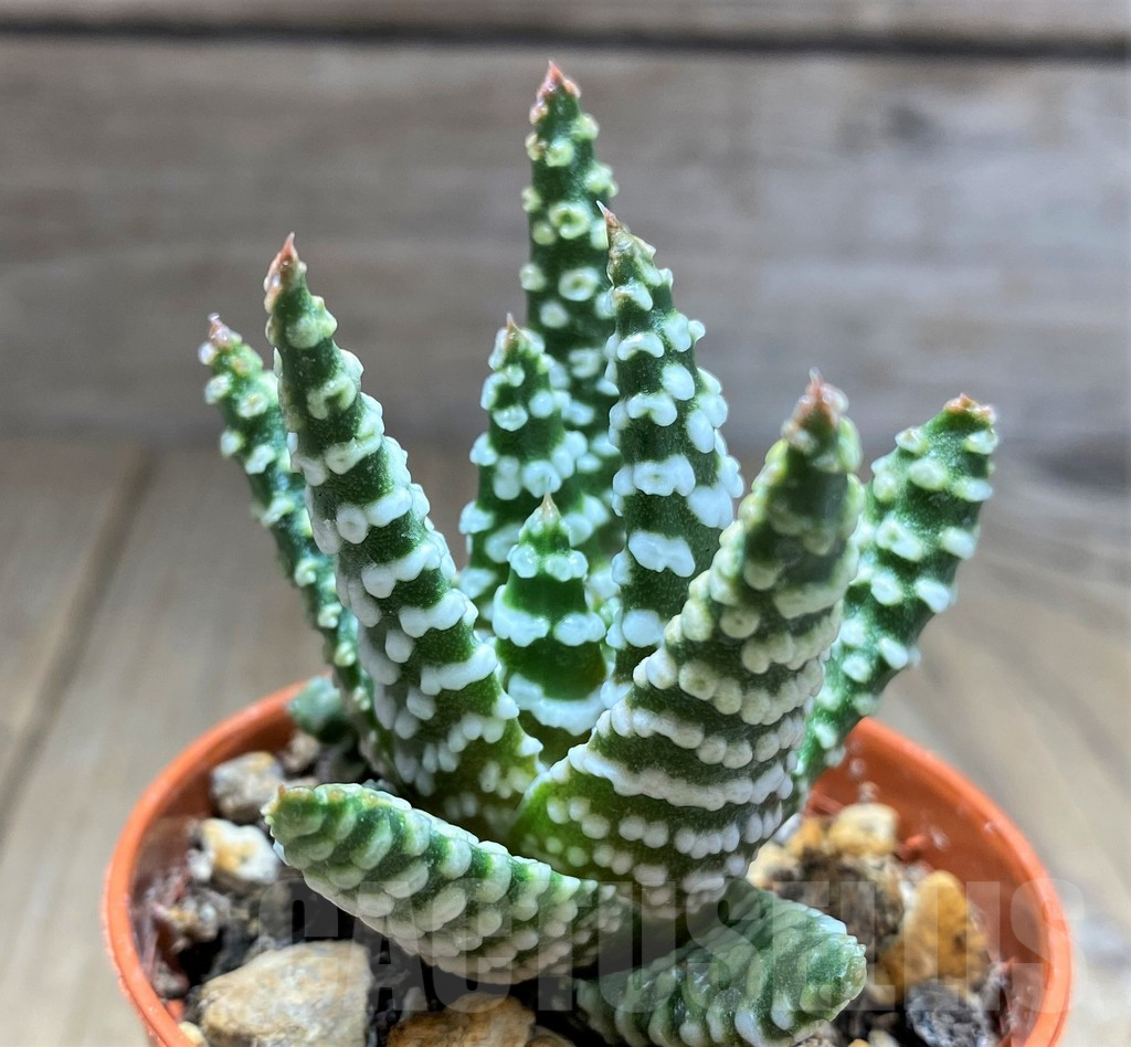 SHPR28901 Haworthia minima hybrid Select form