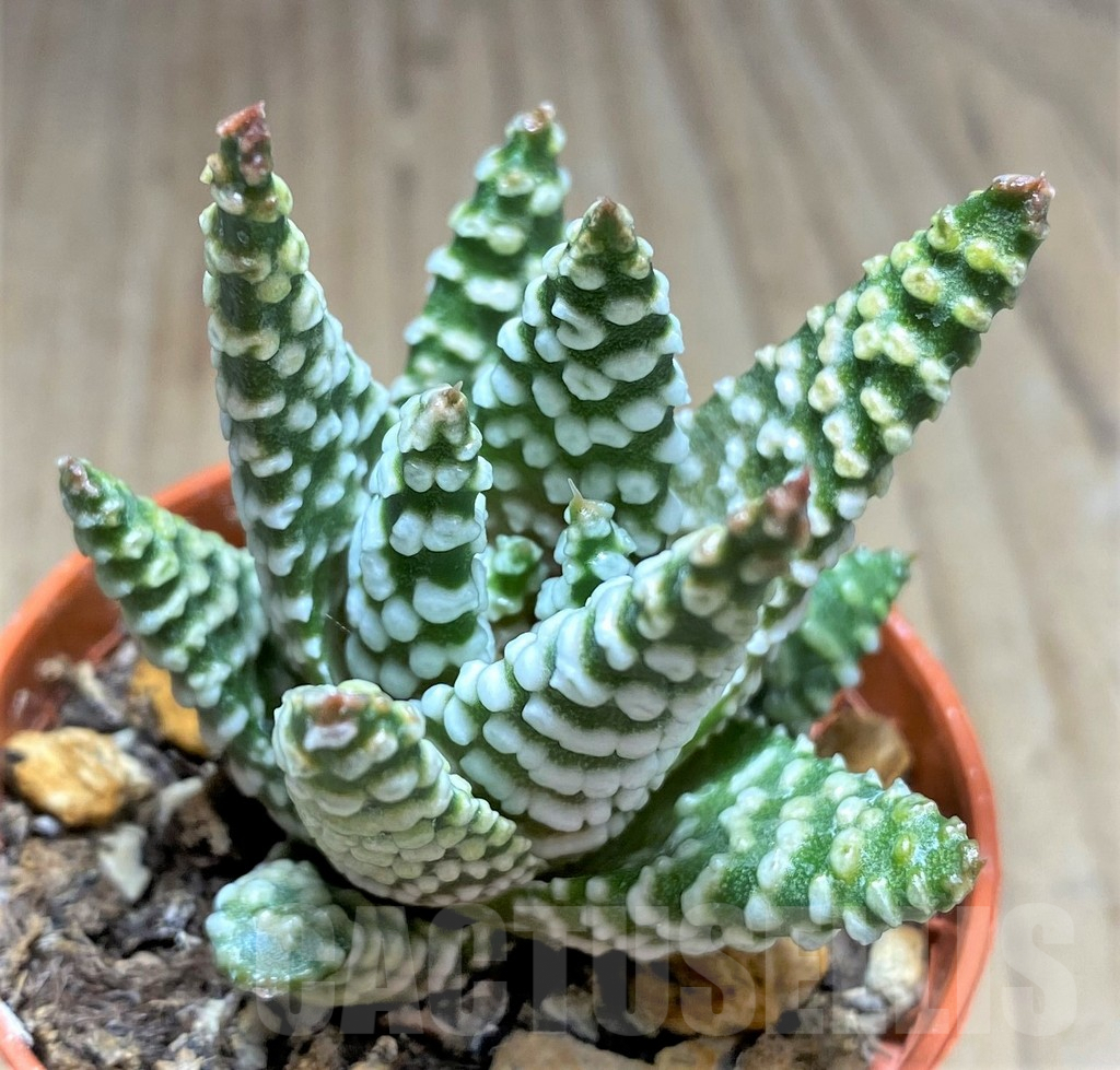 SHPR28901 Haworthia minima hybrid Select form - immagine 2