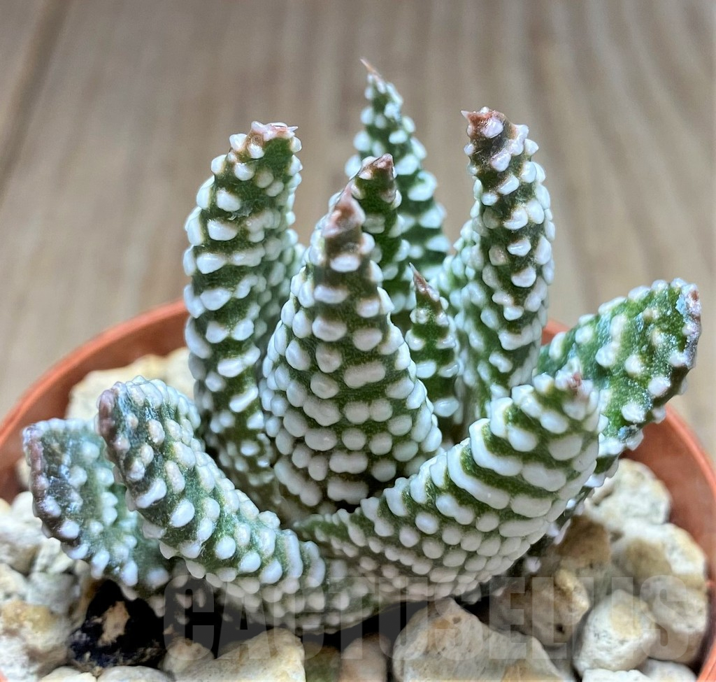 SHPR28902 Haworthia minima hybrid Select form - immagine 2