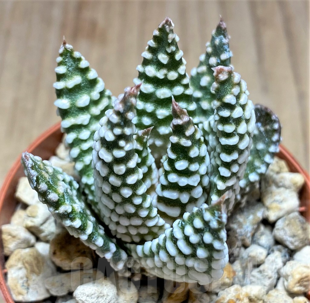 SHPR28902 Haworthia minima hybrid Select form