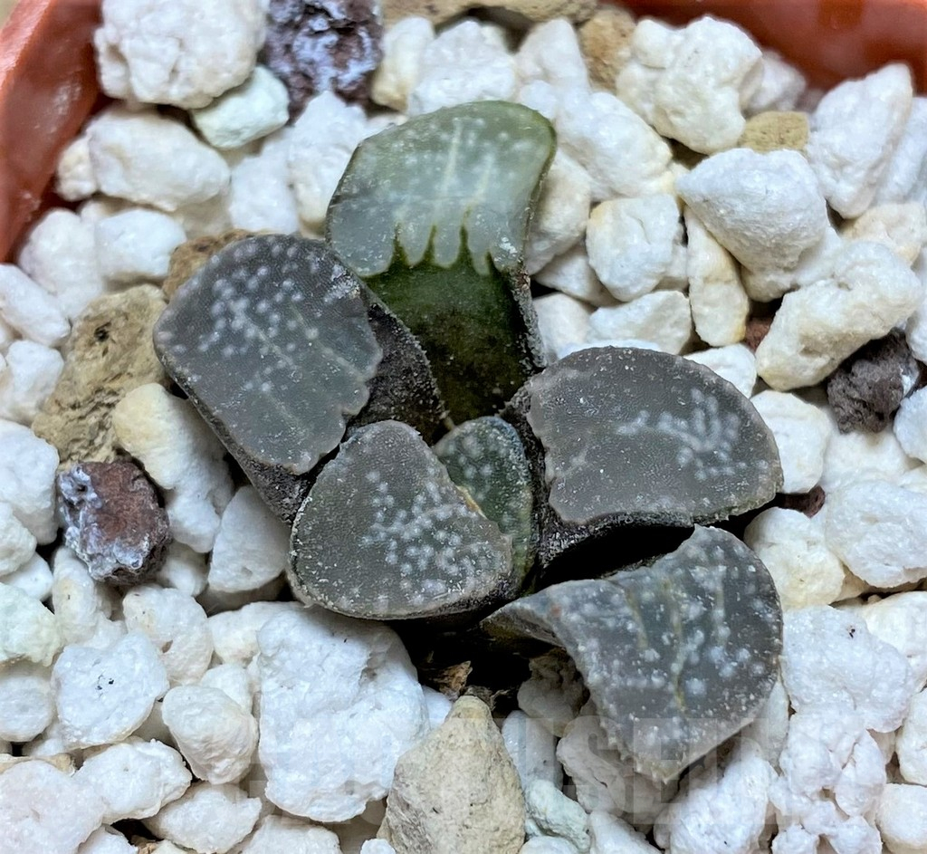 SHPR28904 Haworthia groenewaldii