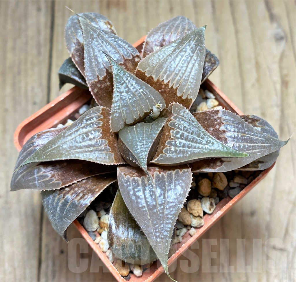 SHPR28905 Haworthia mirabilis v. badia - immagine 2