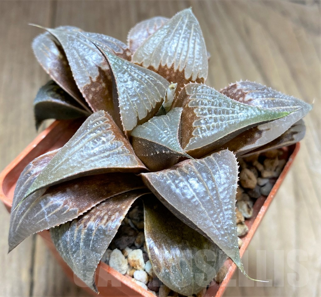 SHPR28905 Haworthia mirabilis v. badia