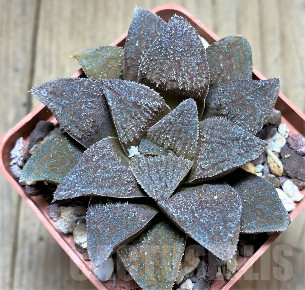 SHPR28906 Haworthia Kegani x splendens, HRX-8