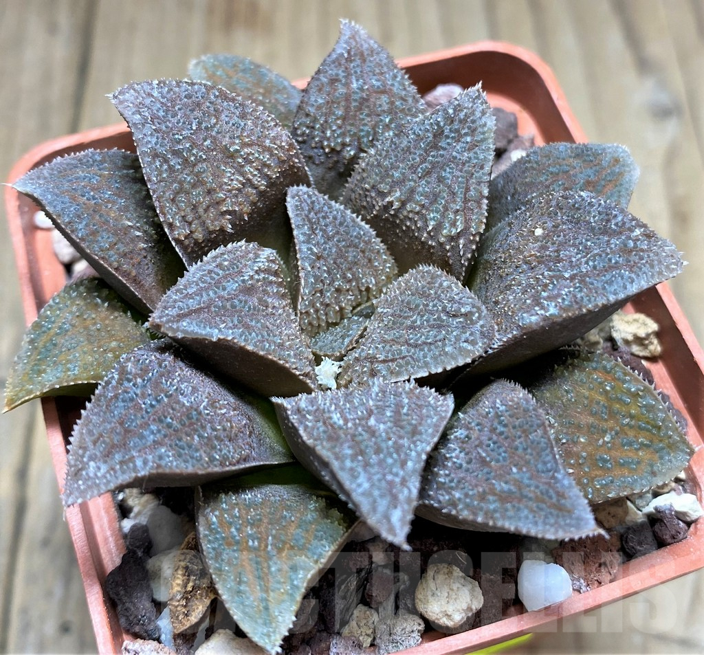SHPR28906 Haworthia Kegani x splendens, HRX-8 - immagine 2