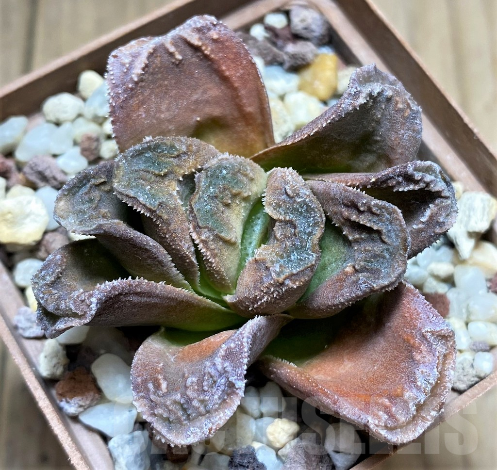 SHPR28907 Haworthia truncata x magnifica v. splendens - immagine 2