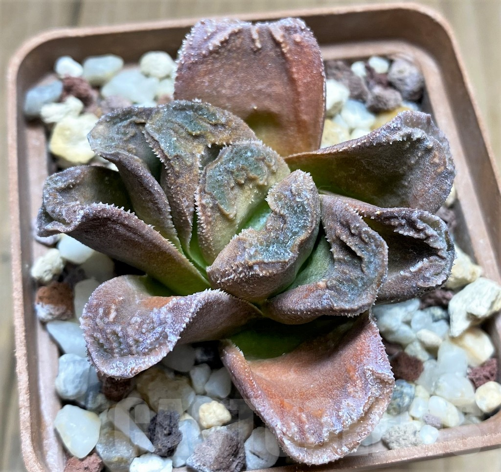 SHPR28907 Haworthia truncata x magnifica v. splendens