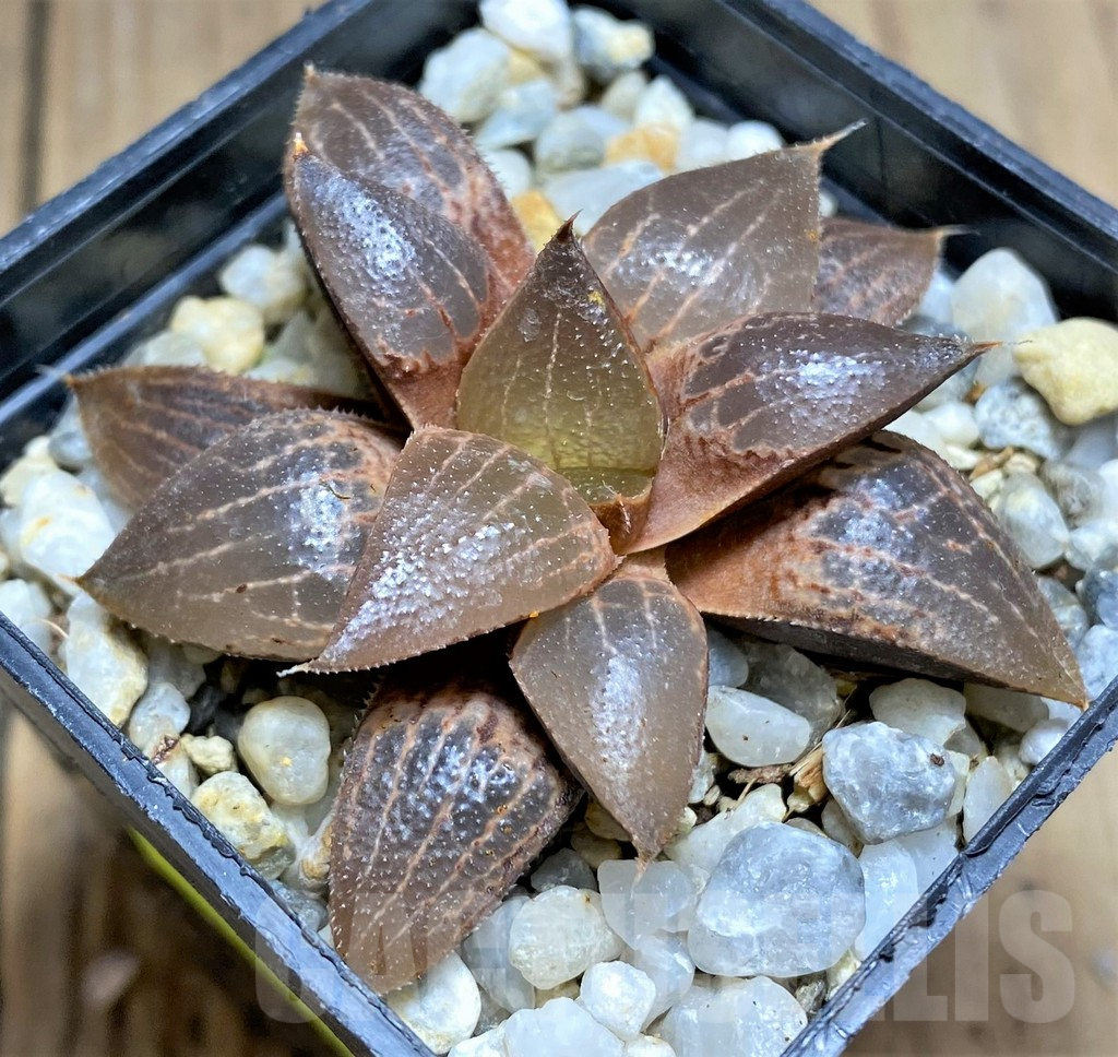 SHPR28913 Haworthia comptoniana hybrid - Imagen 2