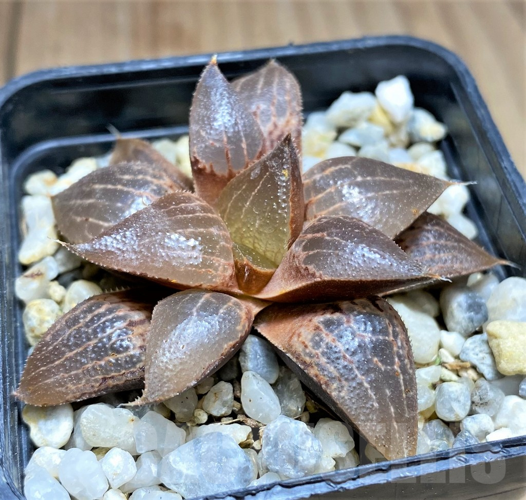 SHPR28913 Haworthia comptoniana hybrid