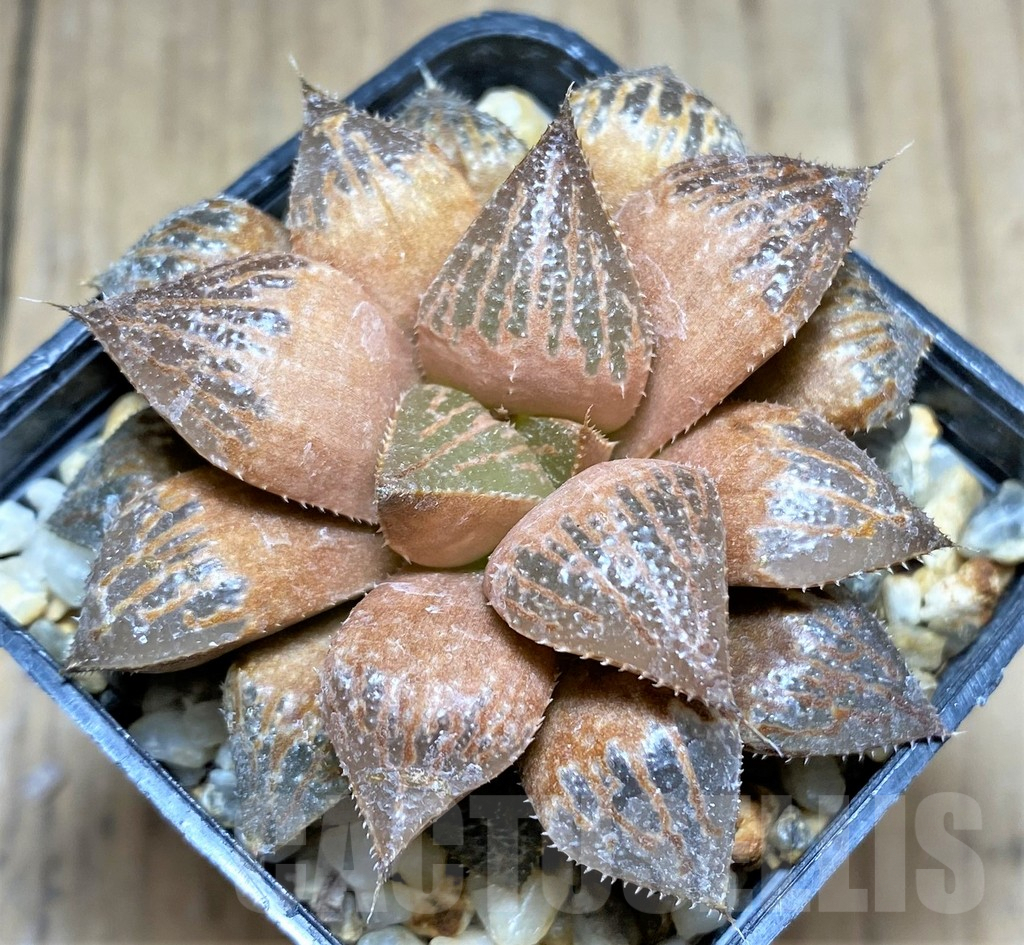 SHPR28914 Haworthia 'Yuki Keshiki' hybrid