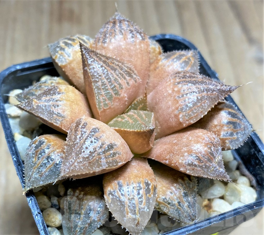 SHPR28914 Haworthia 'Yuki Keshiki' hybrid - Image 2