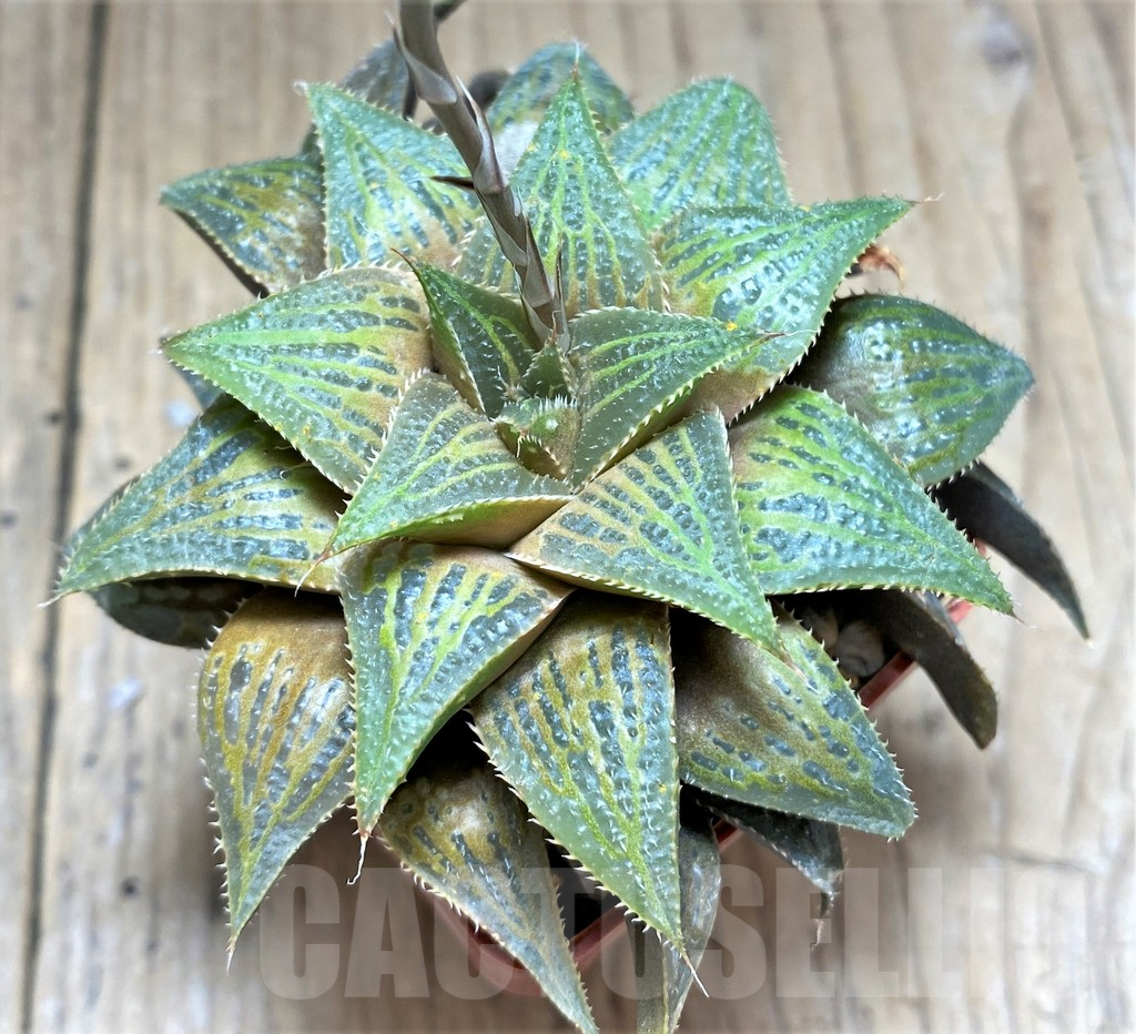 SHPR28915 Haworthia mirabilis hybrid