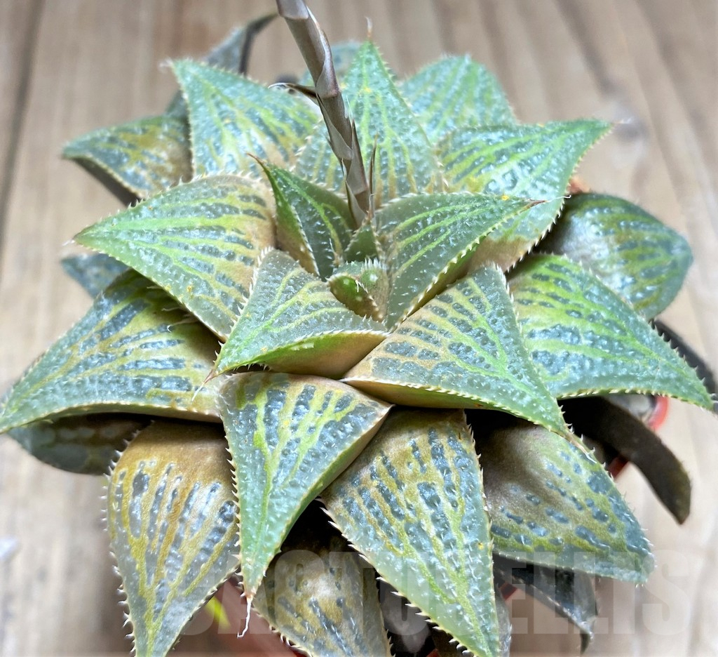 SHPR28915 Haworthia mirabilis hybrid - Image 2