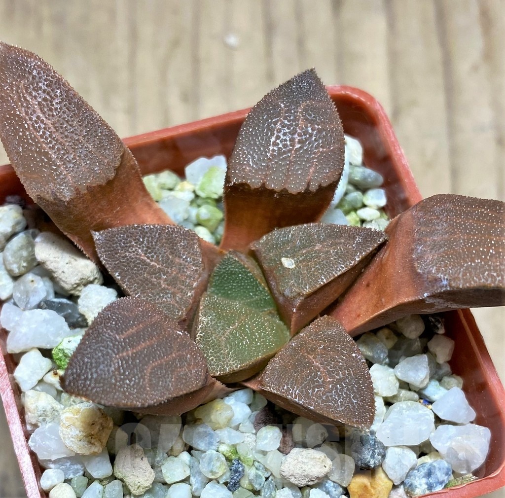 SHPR28916 Haworthia bayeri - Image 2