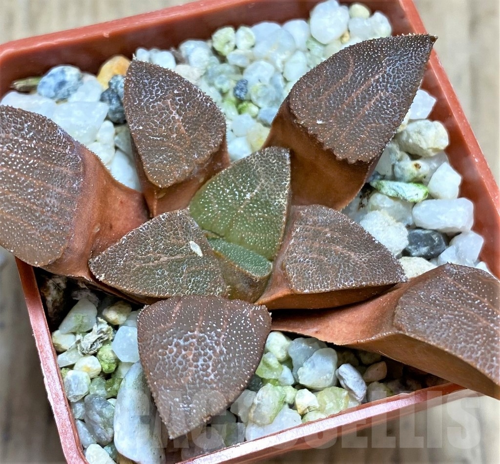 SHPR28916 Haworthia bayeri