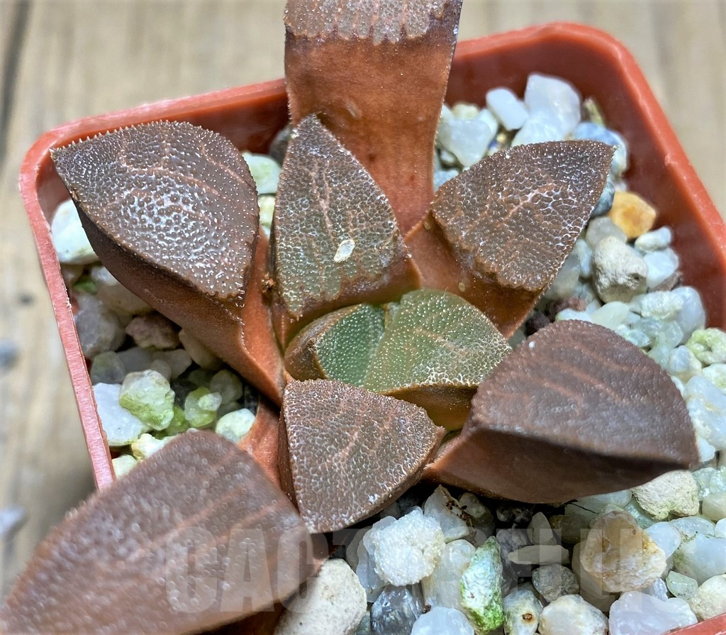 SHPR28916 Haworthia bayeri - Image 3
