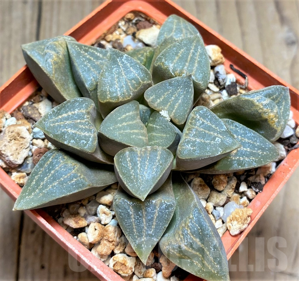 SHPR28919 Haworthia pygmaea var. argenteo-maculosa -Mossgas- SH