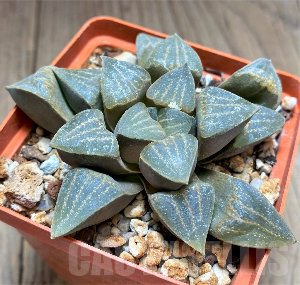 SHPR28919 Haworthia pygmaea var. argenteo-maculosa -Mossgas- SH - immagine 2