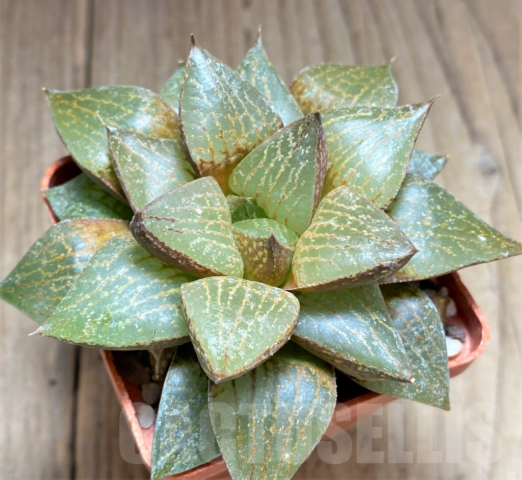 SHPR28920 Haworthia comptoniana