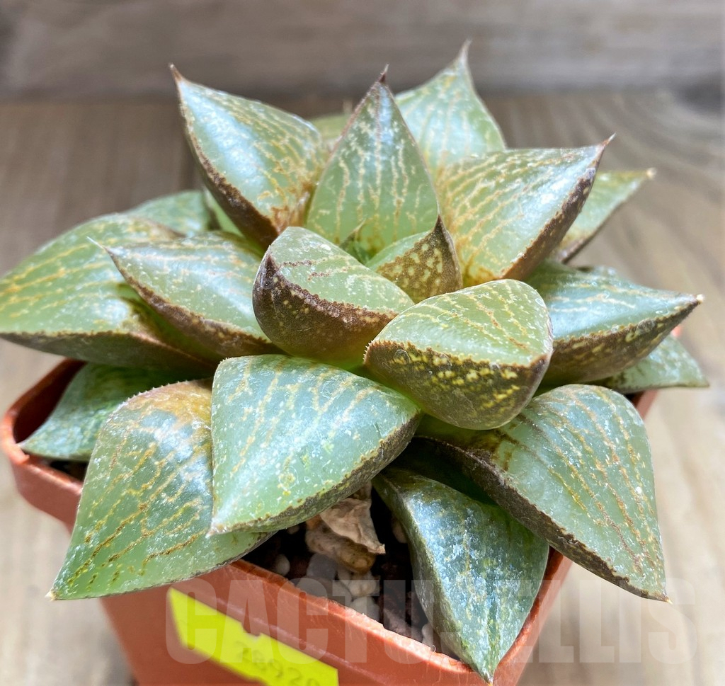 SHPR28920 Haworthia comptoniana - 画像 (2)