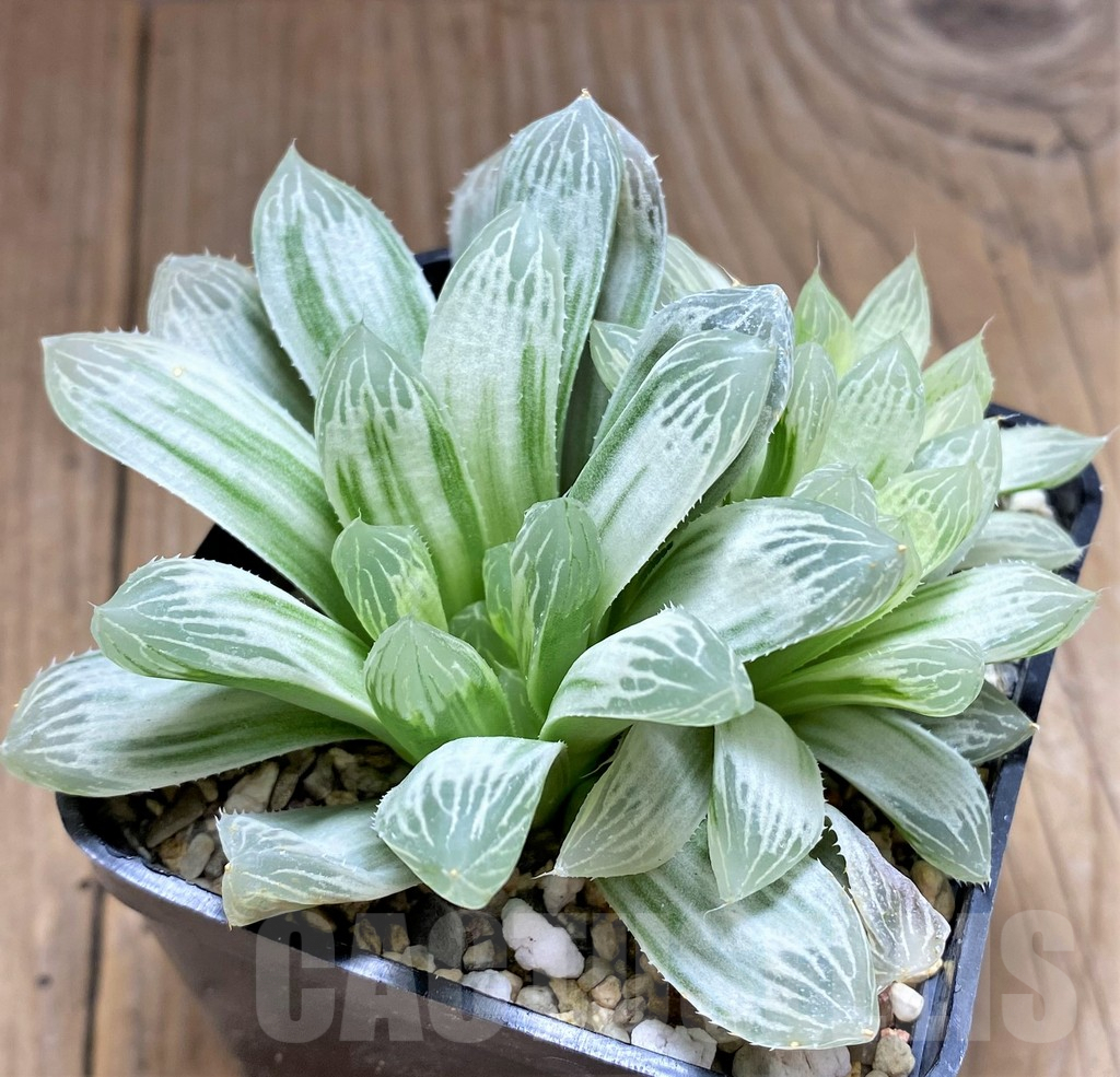 SHPR28921 Haworthia cooperi 'Silver Swirl'