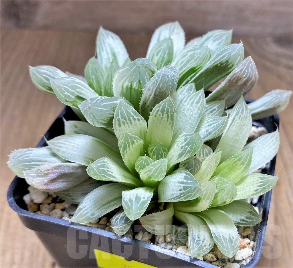 SHPR28921 Haworthia cooperi 'Silver Swirl' - 画像 (2)
