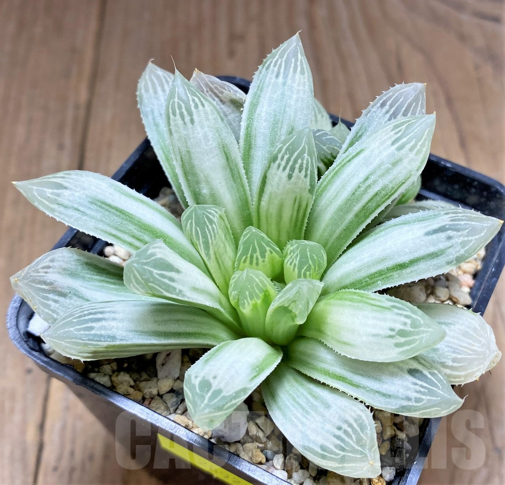 SHPR28922 Haworthia cooperi 'Silver Swirl'