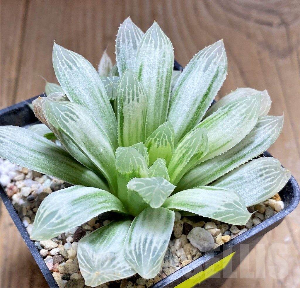 SHPR28922 Haworthia cooperi 'Silver Swirl' - Image 2