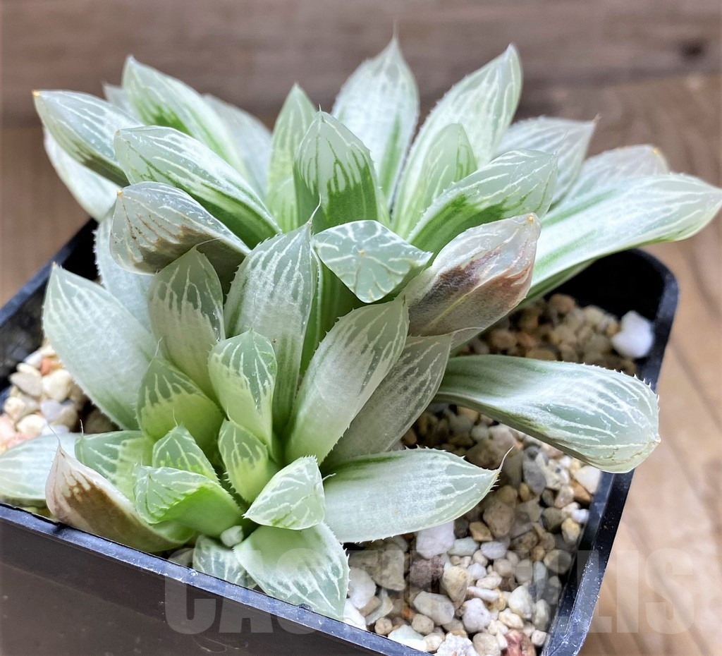 SHPR28922 Haworthia cooperi 'Silver Swirl' - Image 3