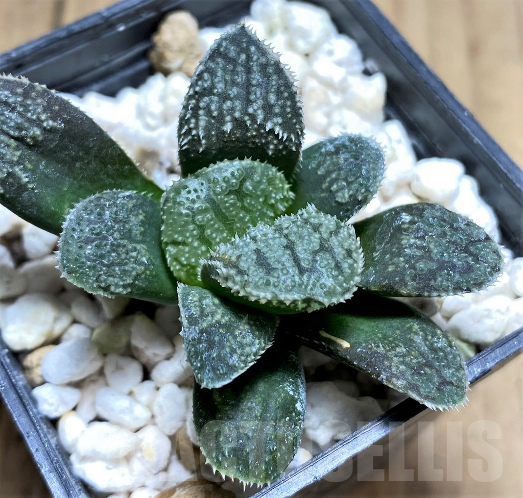 SHPR28923 Haworthia 'Mordor'