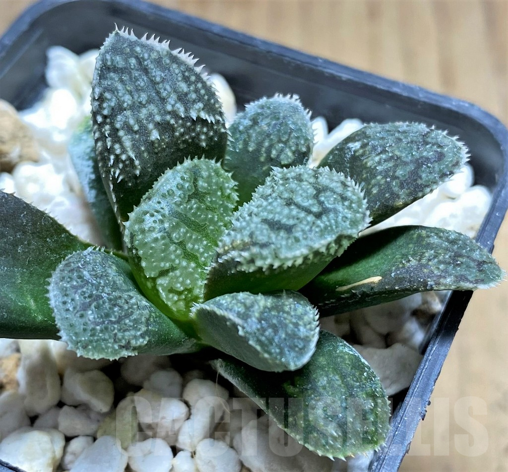 SHPR28923 Haworthia 'Mordor' - Зображення 2