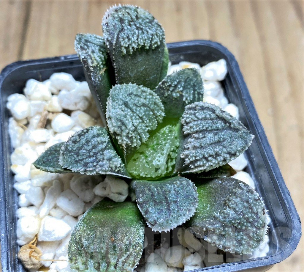 SHPR28924 Haworthia 'Mordor'