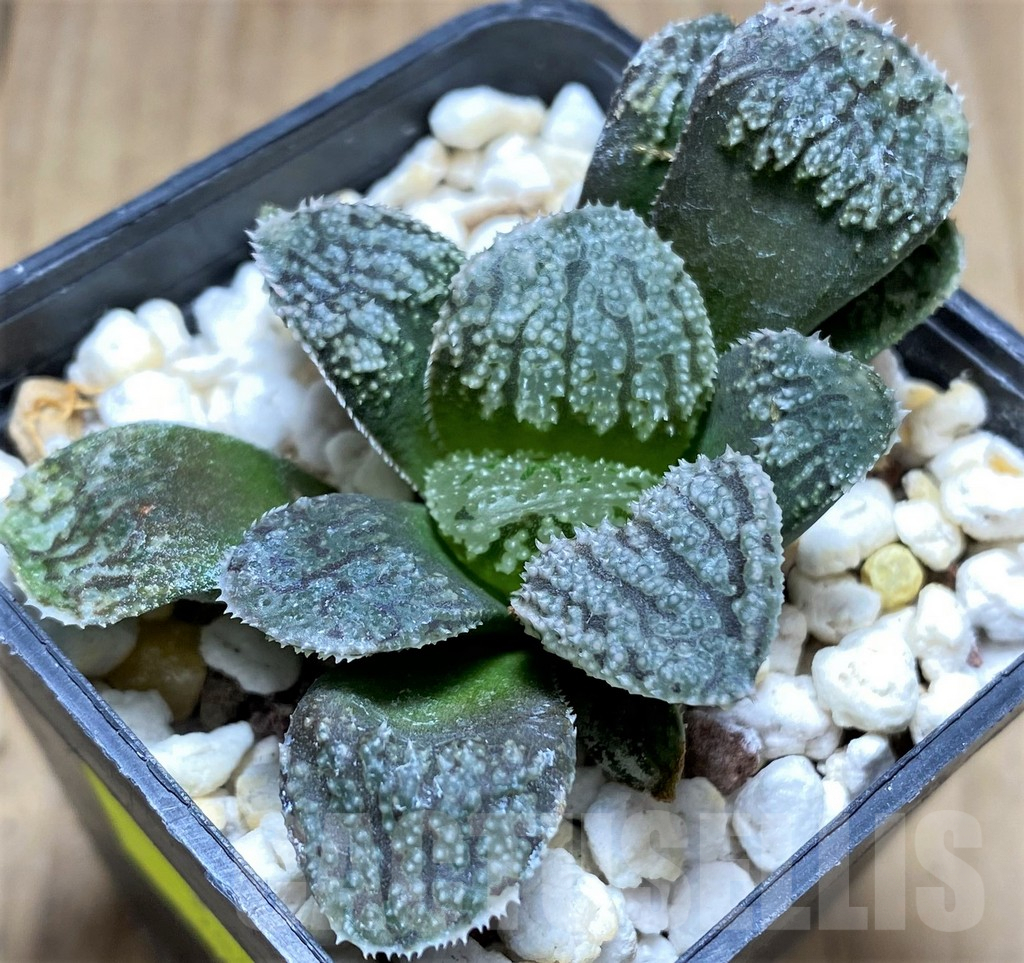 SHPR28924 Haworthia 'Mordor' - Зображення 2